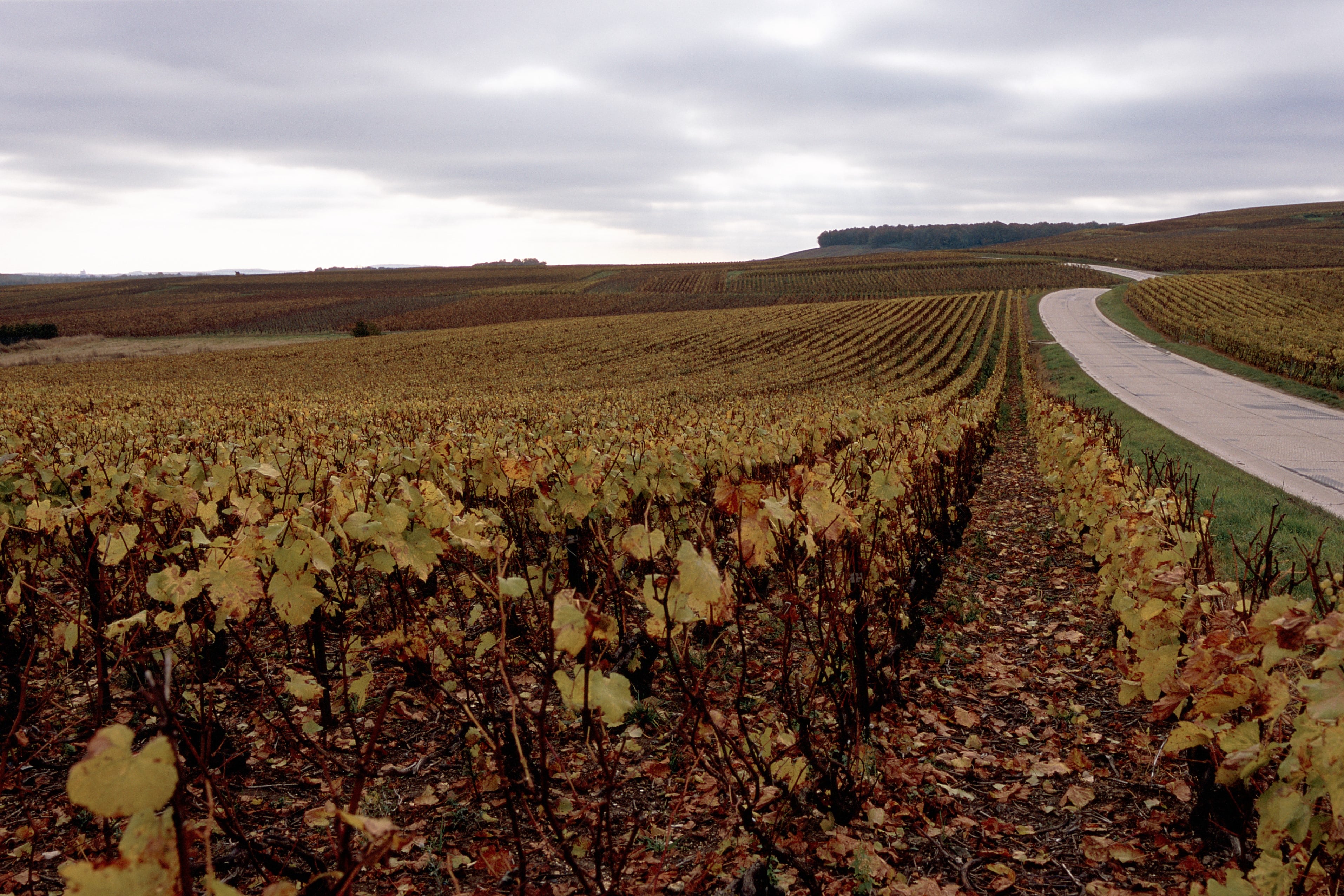 Coteaux Sézannais