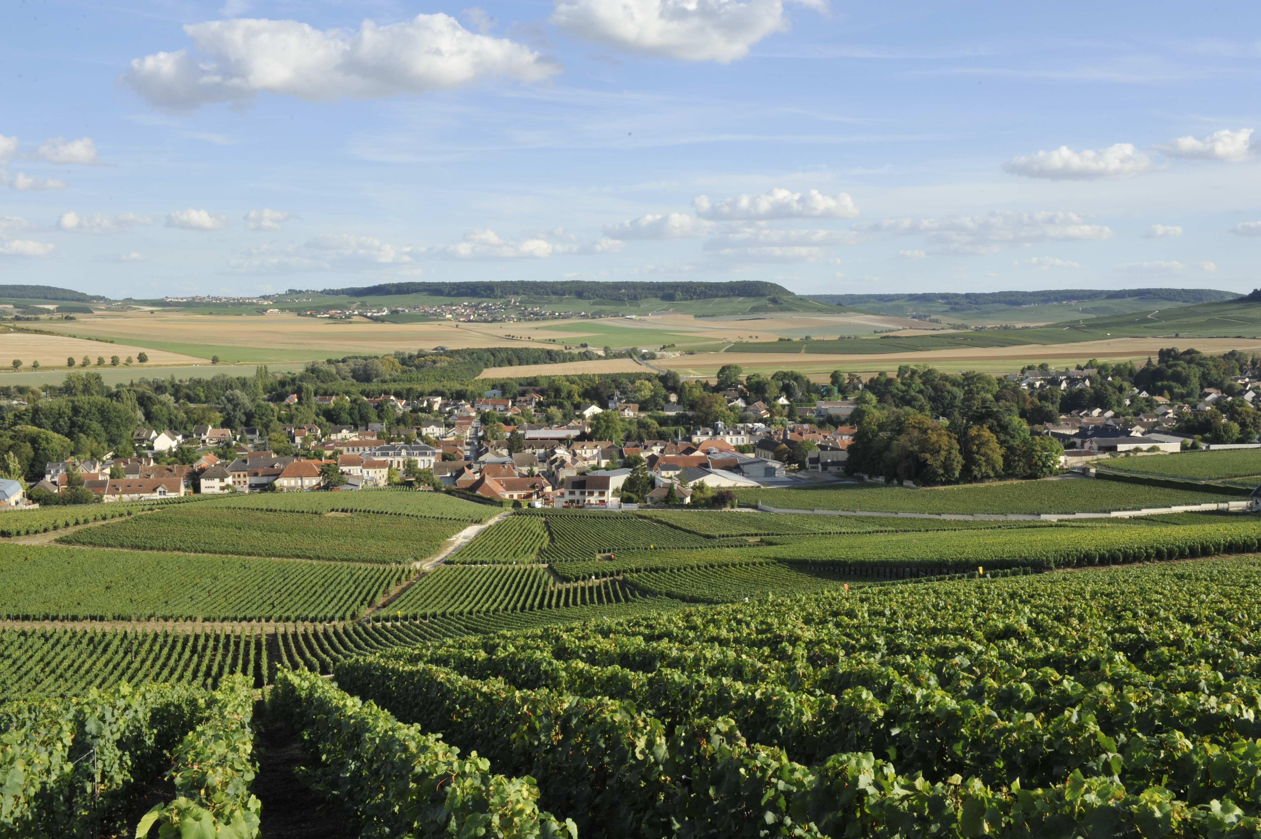 Coteaux sud d’Epernay