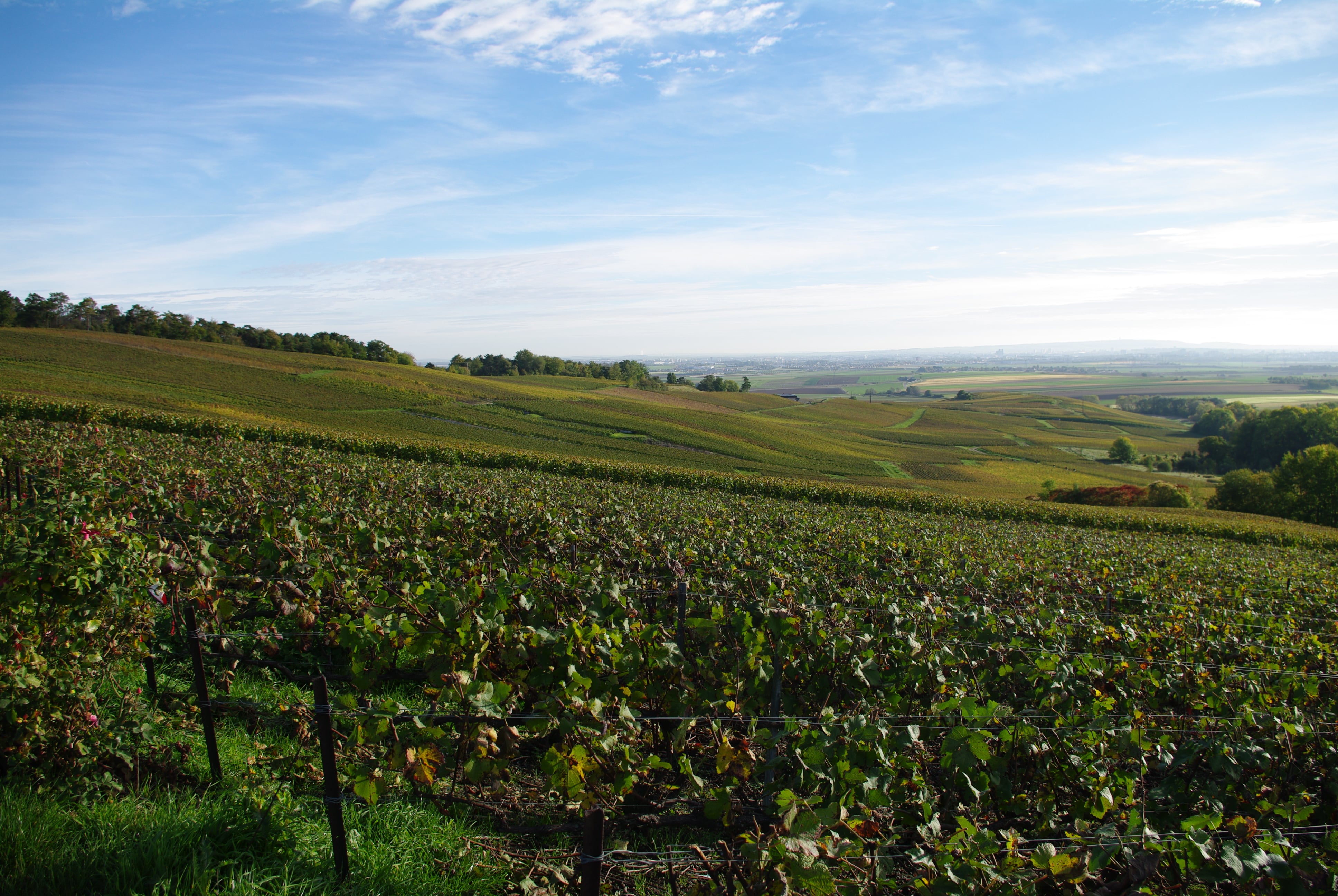 Montagne et région de Reims