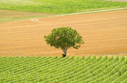 Coteaux du Vitryat