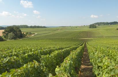 Massif de Saint-Thierry