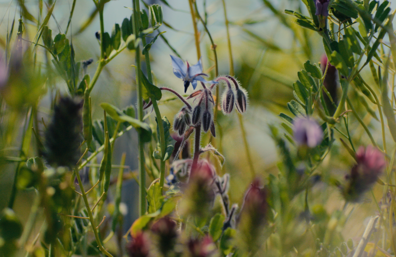 aap biodiversité pj