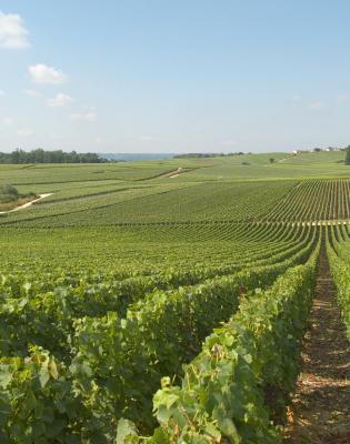 Massif de Saint-Thierry